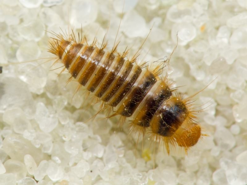 Dermestidae Latreille, 1804